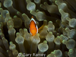 Small Nemo by Gary Ramey 